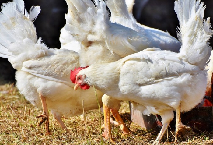 Poultry
