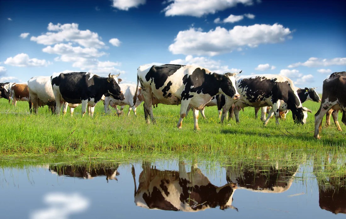 Livestock poultry africa sektor cattle raising agriculture peternakan prospect agricultural pertanian profitable legit consider didominasi umkm indonesia goat snail includes