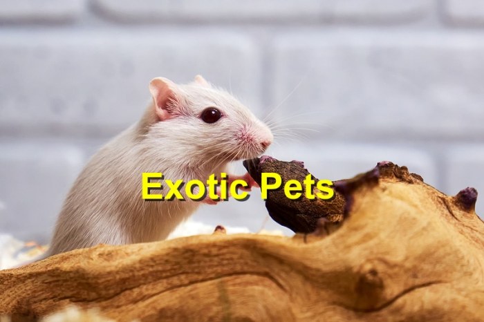 How to care for exotic pets
