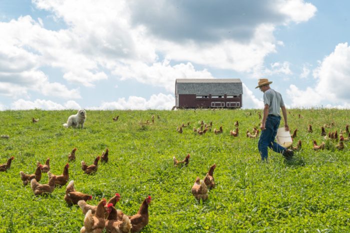Farming livestock farm dairy tips techniques secrets ideas cows pixabay credit