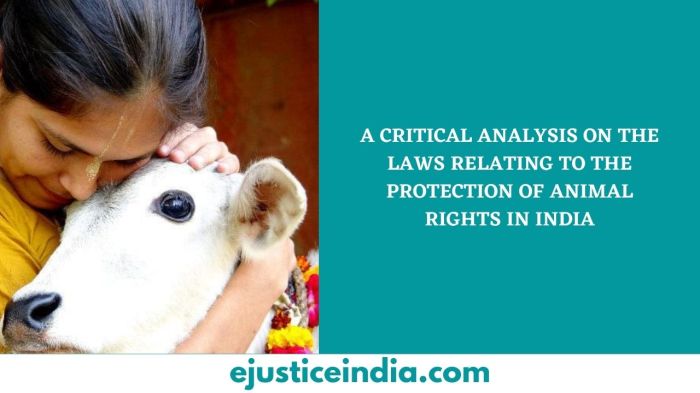 Laws puppy animals animal protect legal states protection wild cities like pet fund defense bans tethering similarly anti without many Laws puppy animals animal protect legal states protection wild cities like pet fund defense bans tethering similarly anti without many