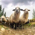 Animals and climate change impact