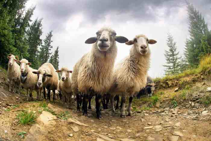 Animals and climate change impact