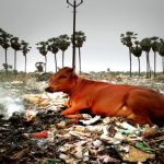 Fao emissions livestock greenhouse direct graphic comparisons cgiar flawed thompson