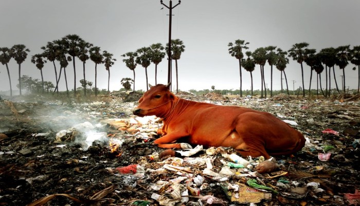 Fao emissions livestock greenhouse direct graphic comparisons cgiar flawed thompson