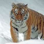 Endangered animal species 2025