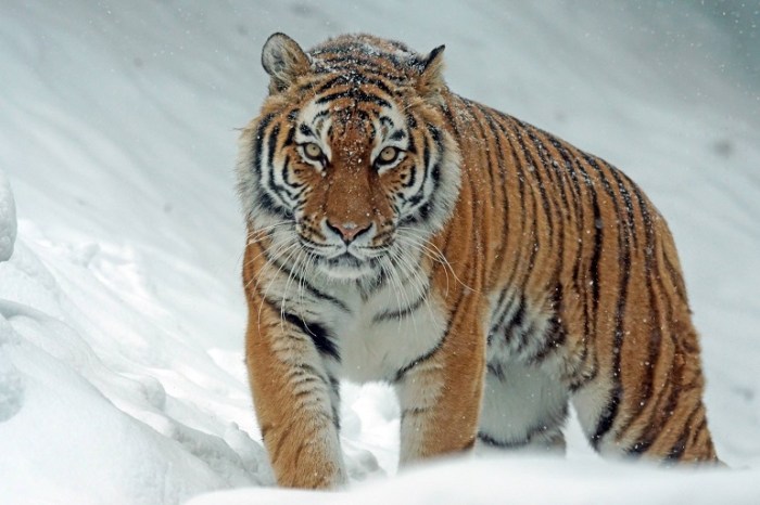 Endangered animal species 2025