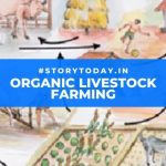 Beef angus organic production weanlings cattle farming breeds rise native agriland successful steps ie dairy plan farm alone consultation drawn