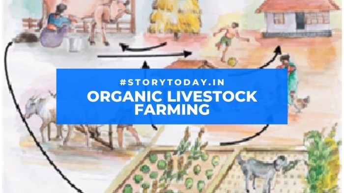 Beef angus organic production weanlings cattle farming breeds rise native agriland successful steps ie dairy plan farm alone consultation drawn