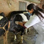 Livestock health and disease prevention