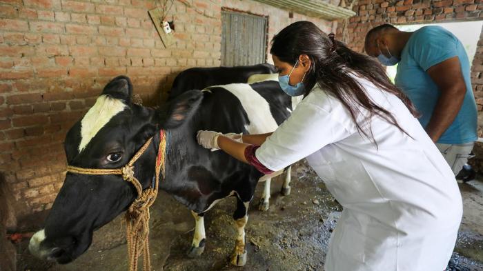Livestock health and disease prevention