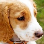 Most popular dogs world