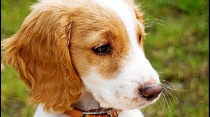 Most popular dogs world