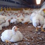 Poultry chickens