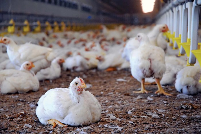 Poultry chickens