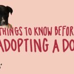 Benefits of adopting pets