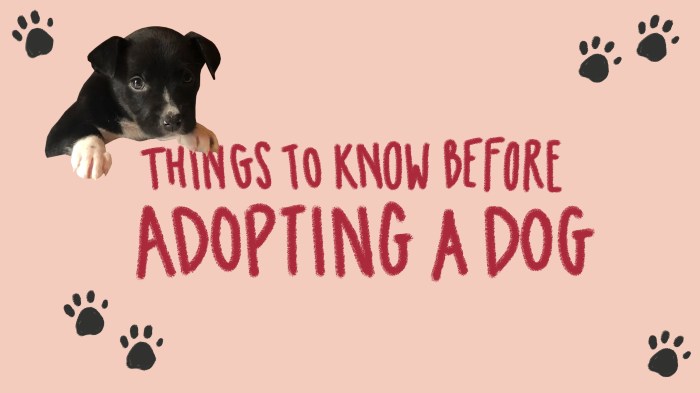 Benefits of adopting pets