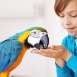 Exotic savannah legal animals