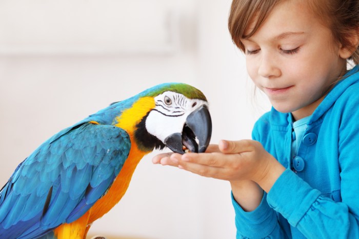 Exotic savannah legal animals