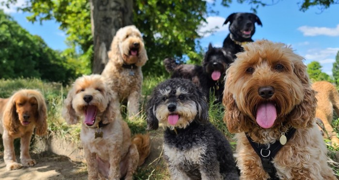 Most popular dog breeds in 2025