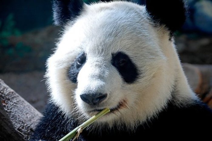 Endangered animal species 2025