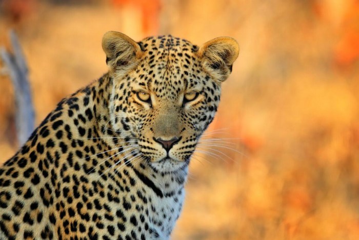 Wildlife documentaries to watch