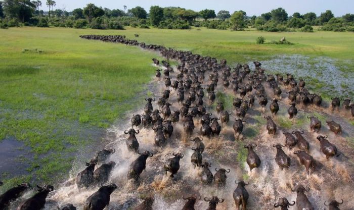 Animal migrating migration african buffaloes breathtaking animales migracion africa el most luo hong buffalo incredible credits bufalos africanos panda Animal migrating migration african buffaloes breathtaking animales migracion africa el most luo hong buffalo incredible credits bufalos africanos panda